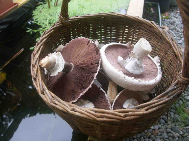 comment cuisiner les rosés des prés marmiton