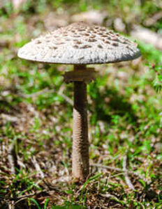 Comment nettoyer et cuisiner les coulemelles